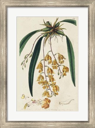 Framed Spring Orchid VI Print