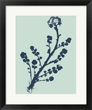 Framed Indigo &amp; Mint Botanical Study II Print