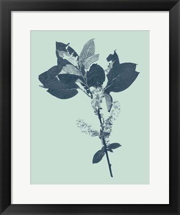 Framed Indigo &amp; Mint Botanical Study V Print