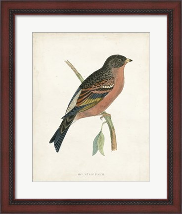 Framed Mountain Finch Print