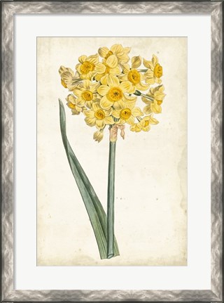 Framed Curtis Narcissus I Print