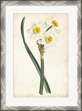 Framed Curtis Narcissus III Print