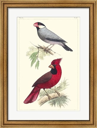 Framed Lemaire Birds I Print