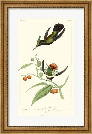 Framed Lemaire Hummingbirds III Print