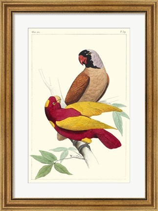 Framed Lemaire Parrots II Print