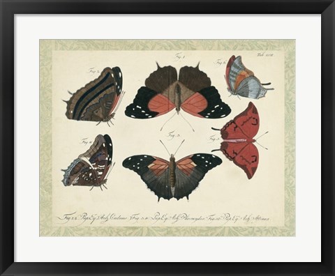 Framed Bookplate Butterflies Trio II Print