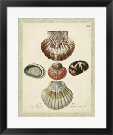 Framed Bookplate Shells III Print