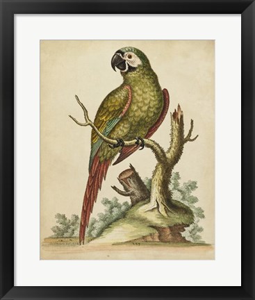 Framed Paradise Parrots II Print