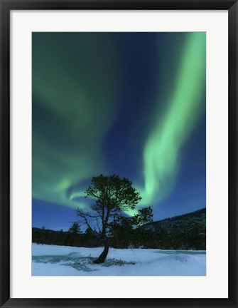 Framed Aurora Borealis Over a Tree Troms, Norway Print