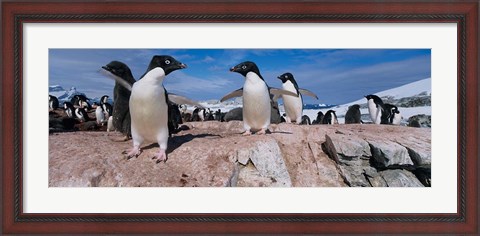 Framed Adelie Penguins With Young Chicks, Lemaire Channel, Petermann Island, Antarctica Print