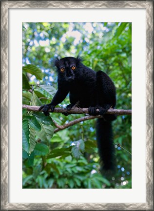 Framed Black Lemur male and female, Lokobe Nature Special Reserve, Northern Madagascar Print
