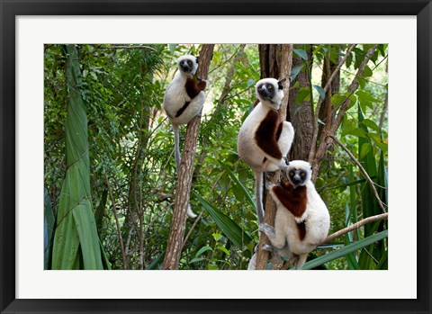 Framed Coquerel&#39;s sifakas, (Propithecus coquereli), Madagascar Print