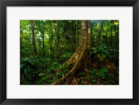 Framed Forest scene in Masoala National Park Print