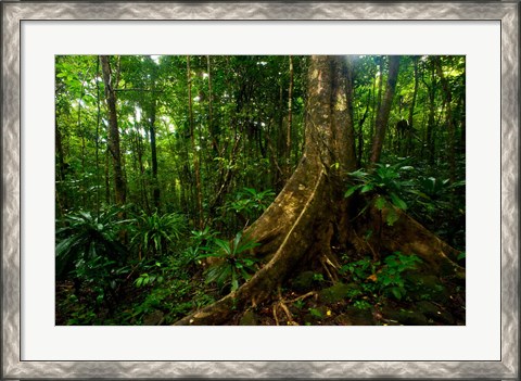Framed Forest scene in Masoala National Park Print