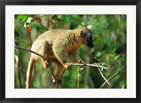 Framed Common Brown Lemur on branch, Ile Aux Lemuriens, Andasibe, Madagascar. Print