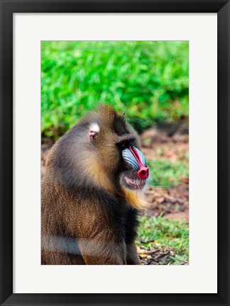 Framed Africa, Cameroon, Limbe. Mandrill at Limbe Wildlife Center. Print