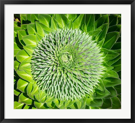 Framed Giant Lobelia inflorescence. Mount Kenya NP, Kenya, Africa. Print