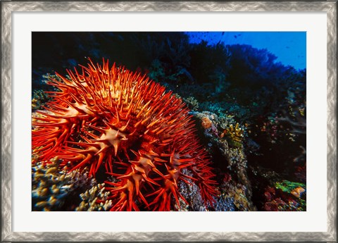Framed Crown-of-Thorns Starfish at Daedalus Reef, Red Sea, Egypt Print