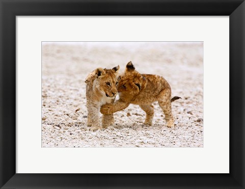 Framed Africa, Two lion cubs play fighting on the Etosha Pan Print