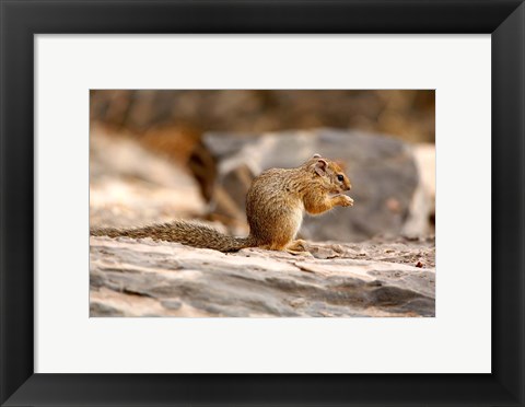Framed Africa. Tree Squirrel feeding on the ground Print