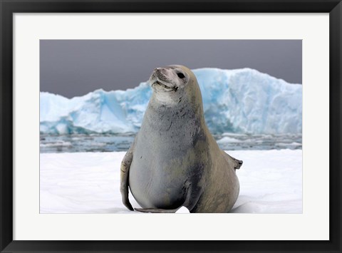 Framed Crabeater seal, saltwater pan of sea ice, Antarctica Print
