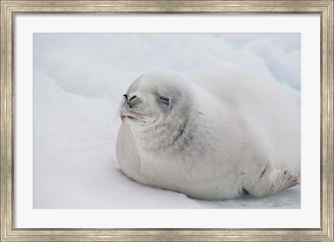Framed Antarctica, White Crabeater seal on iceberg Print