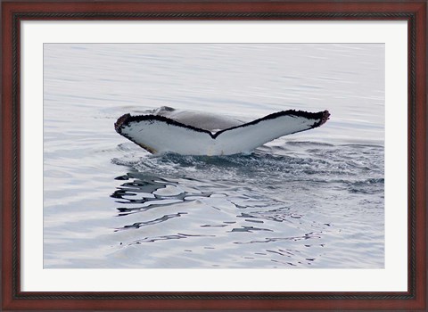 Framed Antarctica, Humpback whales in Southern Ocean Print