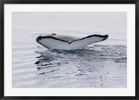 Framed Antarctica, Humpback whales in Southern Ocean Print