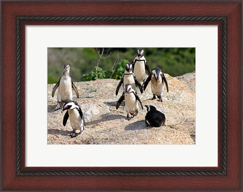 Framed African Penguin colony at Boulders Beach, Simons Town on False Bay, South Africa Print