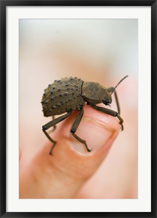 Framed Endemic Fregate Island Beetle, Seychelles Print