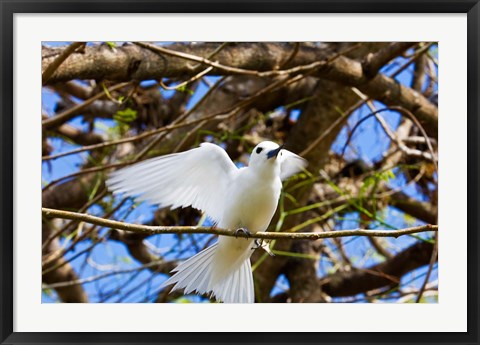 Framed Fairy Turn bird in Trees, Fregate Island, Seychelles Print