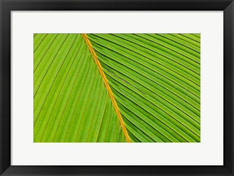 Framed Flora, Palm Frond on Fregate Island, Seychelles Print