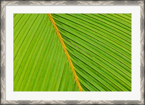 Framed Flora, Palm Frond on Fregate Island, Seychelles Print