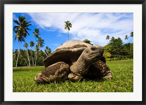 Framed Close Up of Giant Tortoise, Seychelles Print