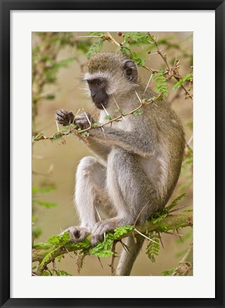 Framed Africa. Tanzania. Vervet Monkey at Manyara NP. Print
