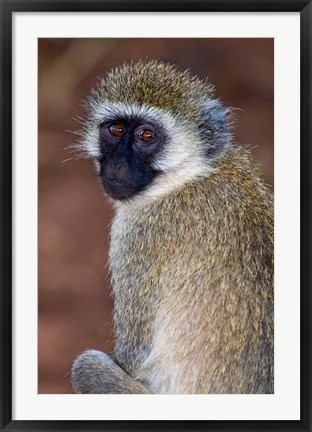 Framed Africa. Tanzania. Vervet Monkey in Tarangire NP. Print