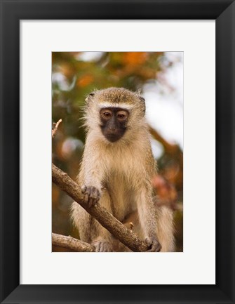 Framed Africa; Malawi; Lengwe National Park; Vervet monkey Print