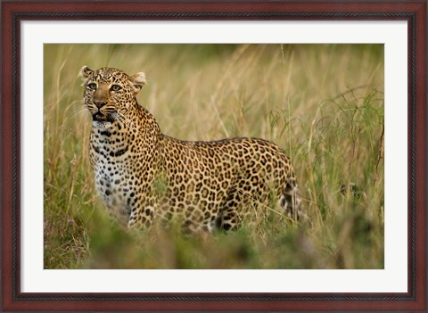 Framed African Leopard hunting in the grass, Masai Mara Game Reserve, Kenya Print