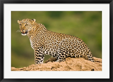 Framed African Leopard, Masai Mara Game Reserve, Kenya Print