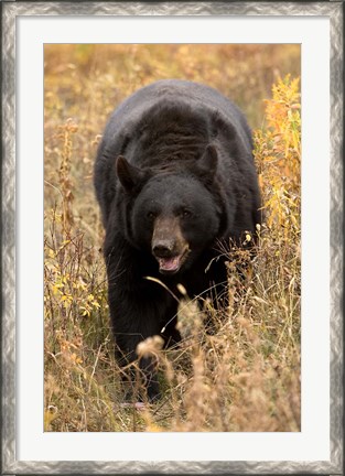 Framed Black Bear walking in brush, Montana Print