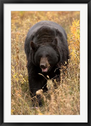 Framed Black Bear walking in brush, Montana Print