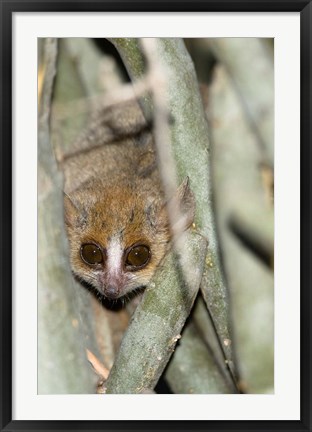 Framed Brown Mouse Lemur, tree trunk in Madagascar Print