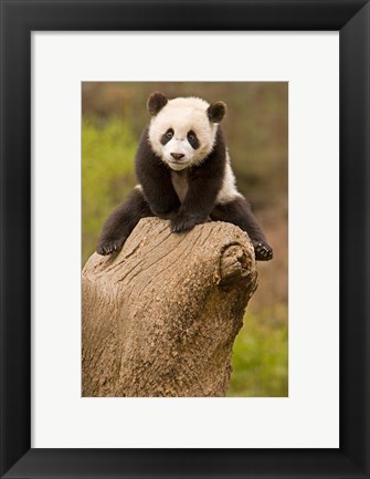 Framed China, Wolong Panda Reserve, Baby Panda bear on stump Print