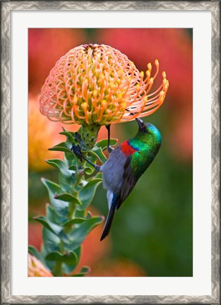 Framed Double-collared Sunbird, South Africa-collared Sunbird, South Africa Print