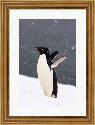 Framed Adelie Penguin in Falling Snow, Western Antarctic Peninsula, Antarctica Print