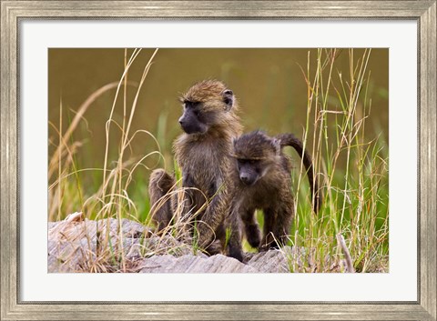 Framed Baboons in the bush in the Maasai Mara Kenya. (RF) Print