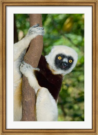 Framed Coquerels Sifaka primate, Ankarafantsika, Madagascar Print
