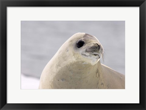 Framed Close up of Crabeater seal, Antarctica Print