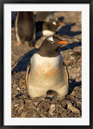 Framed Gentoo penguin, South Shetland Islands, Antarctica Print