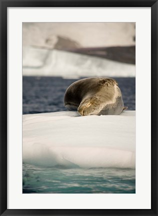 Framed Antarctica. Leopard seal adrift on ice flow. Print